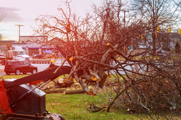 Professional Tree Care in Bend, OR