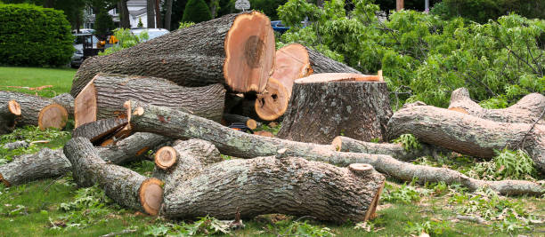 How Our Tree Care Process Works  in  Bend, OR